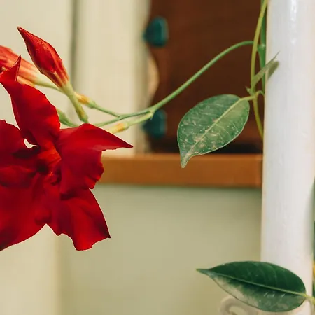 Alloggio in famiglia Casona Mafalda Prato (Prato)